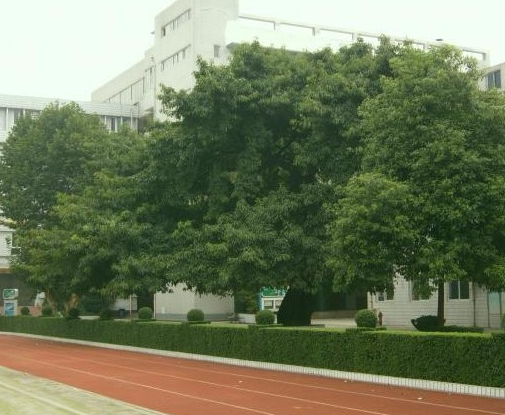 成都石室錦城外國語學(xué)校地理位置在哪里？