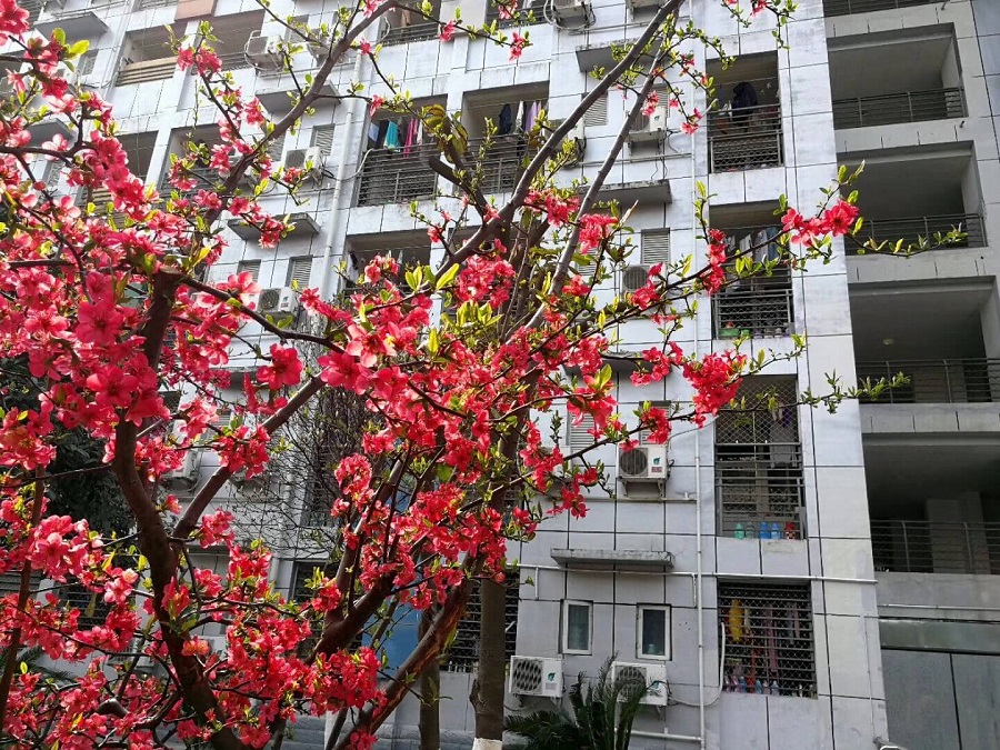 綿陽(yáng)南山中學(xué)是一所公辦的高中吧？