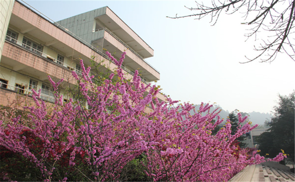 五通橋中學校園環(huán)境怎么樣？