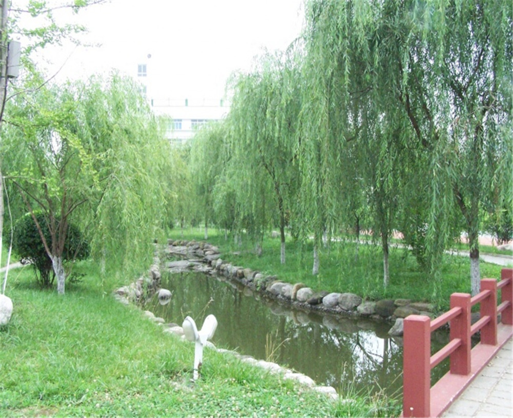 廣元外國語2020年學校招生分數公布了嗎？