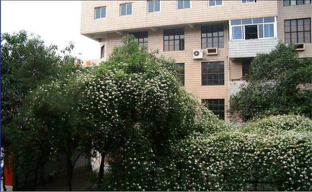 石室聯(lián)合中學(xué)蜀華分校2020年招生計(jì)劃是多少？