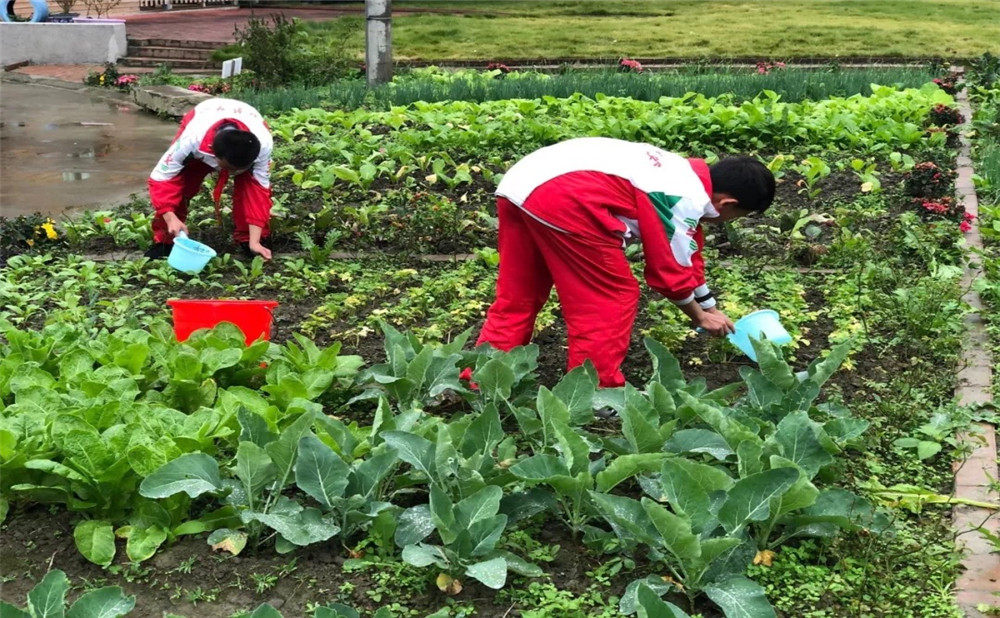 成都樹德中學光華校區(qū)升學率是多少？